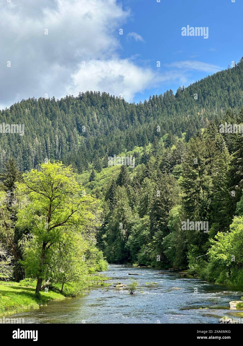 The calm waters of the Siuslaw River in Deadwood OR surrounded by dense green trees and a lush forest Stock Photo