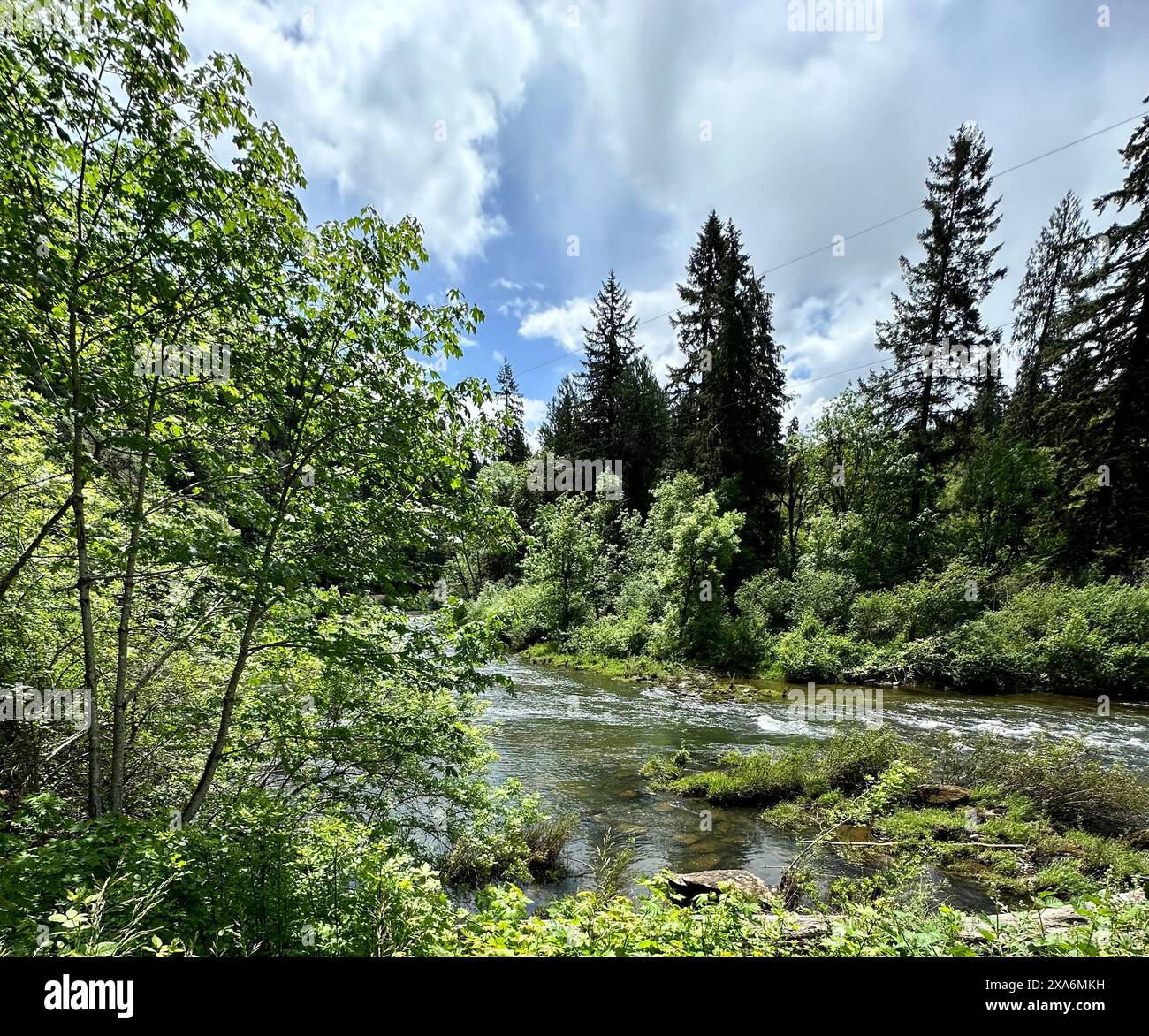 The calm waters of the Siuslaw River in Deadwood OR surrounded by dense green trees and a lush forest Stock Photo