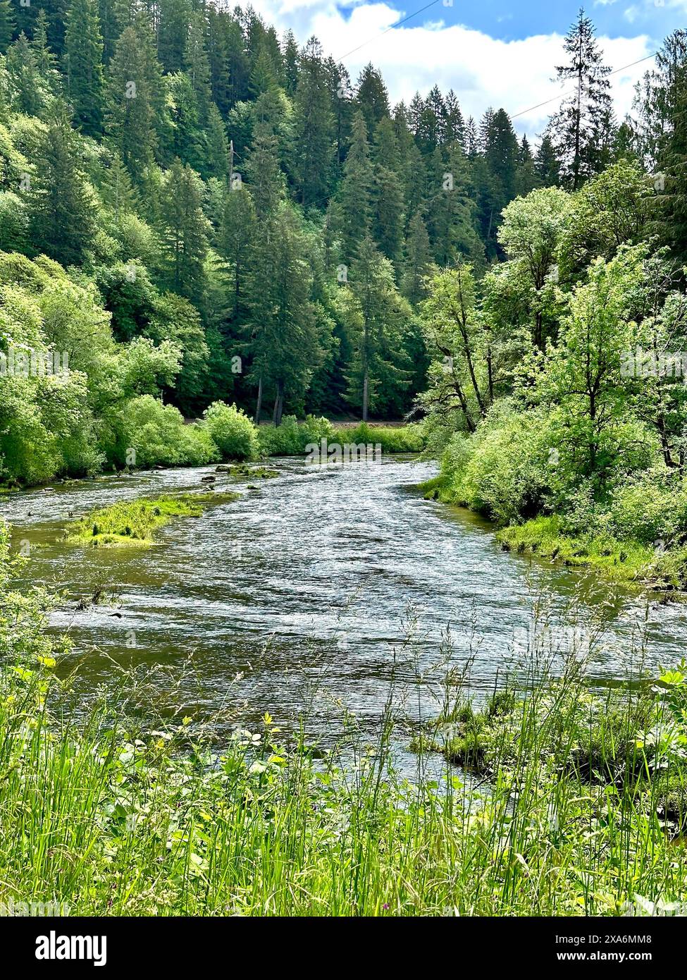 The calm waters of the Siuslaw River in Deadwood OR surrounded by dense green trees and a lush forest Stock Photo