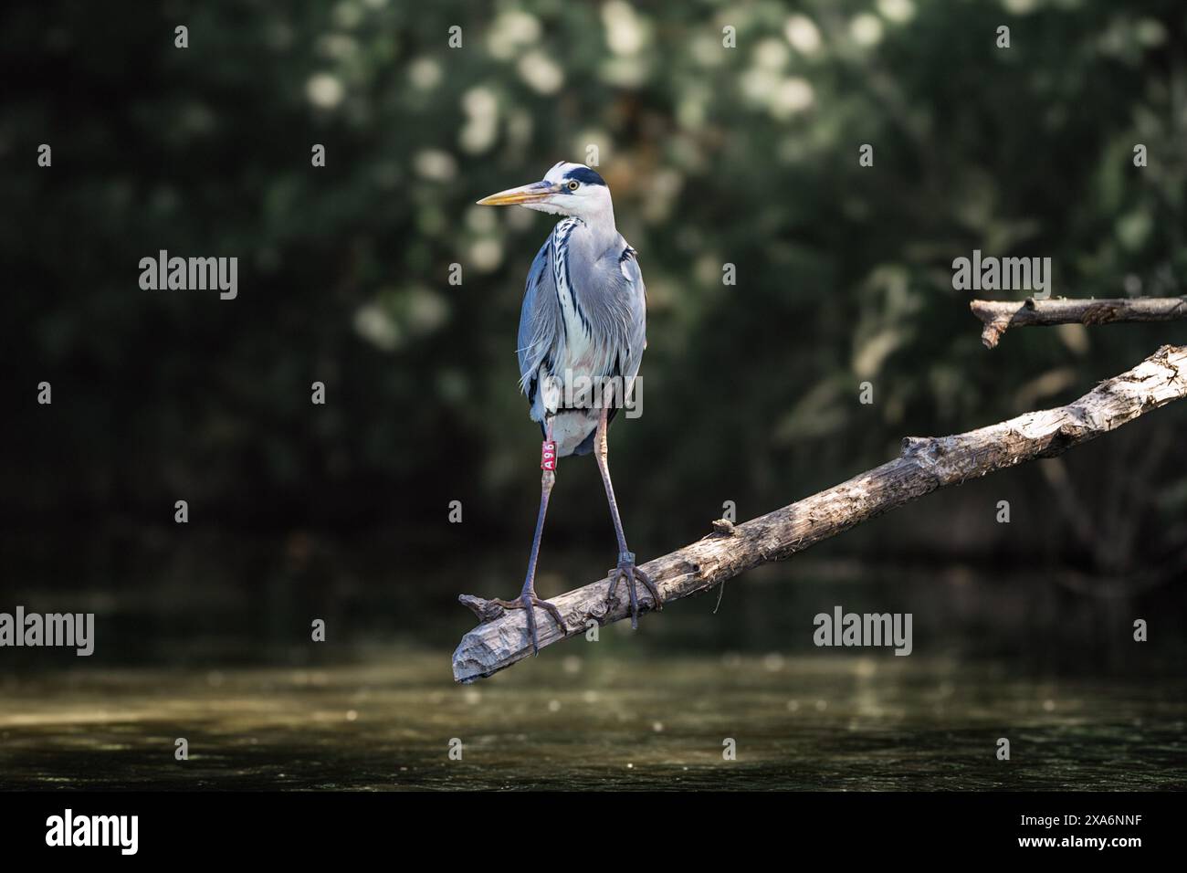 A grey heron resting on a tree branch over water Stock Photo