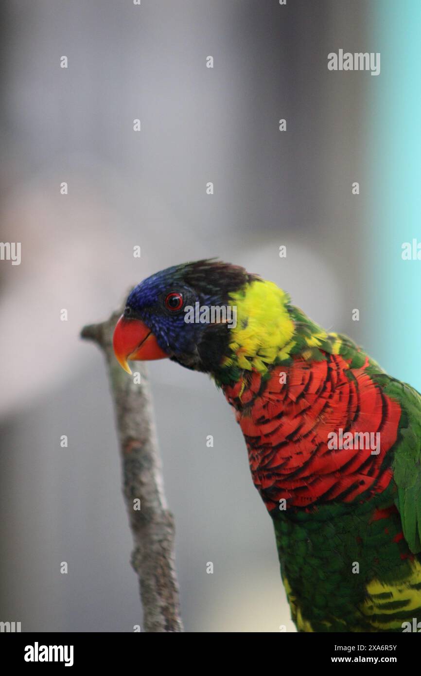 A colorful bird perched on branch, glancing back Stock Photo