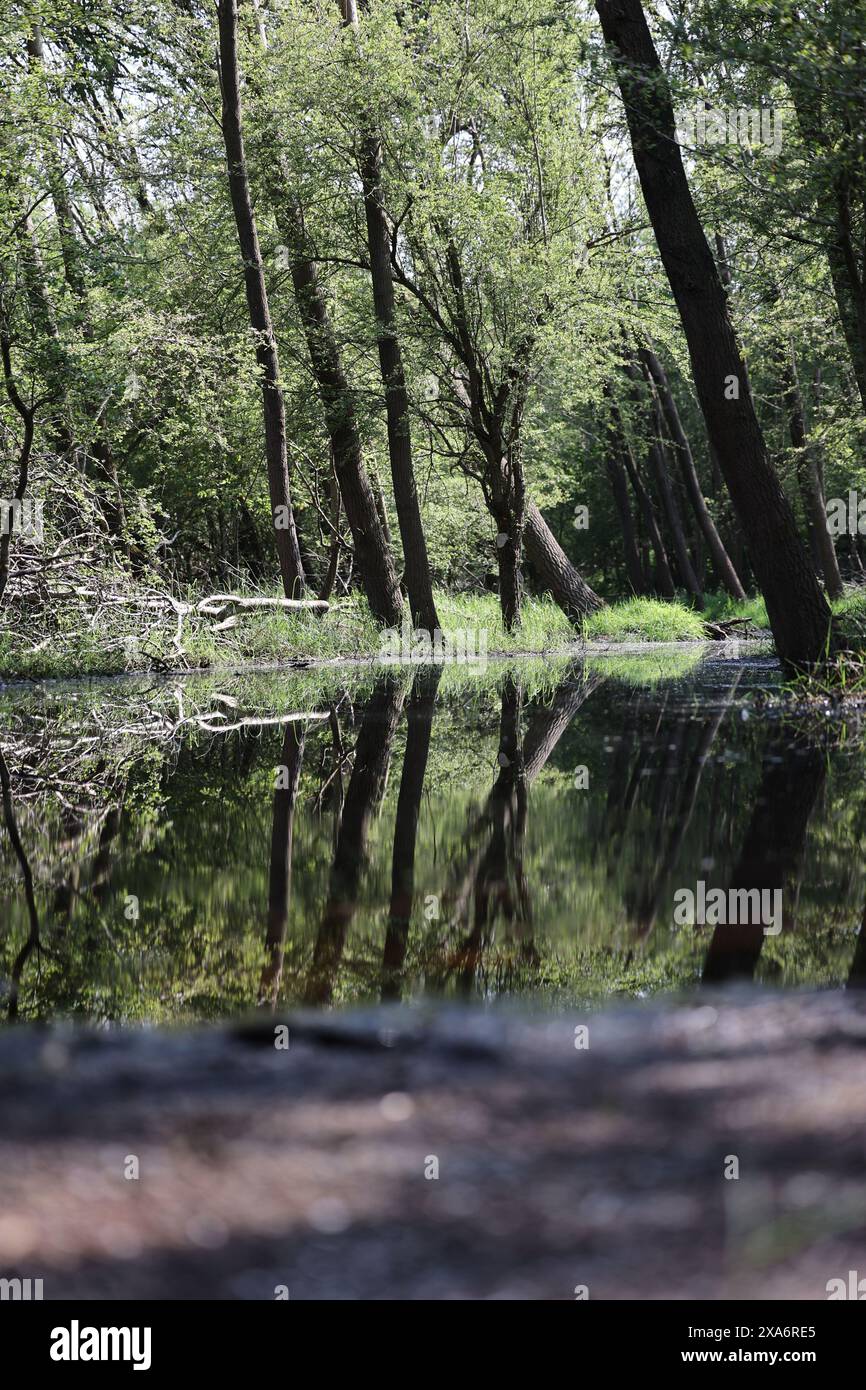 The sun reflecting in water surrounded by trees creating a serene scene Stock Photo