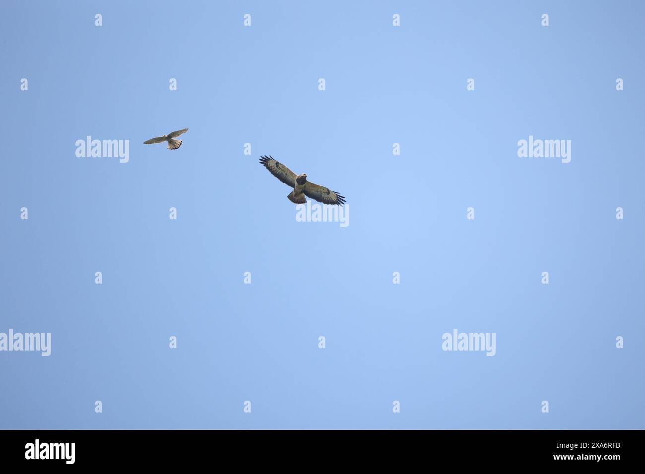 Two birds soaring above urban skyline under clear blue sky Stock Photo ...