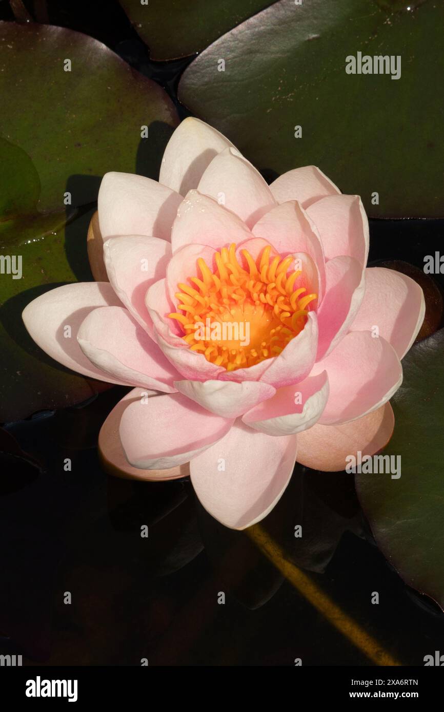 A vertical closeup of water lily (Seerose) on a pond Stock Photo