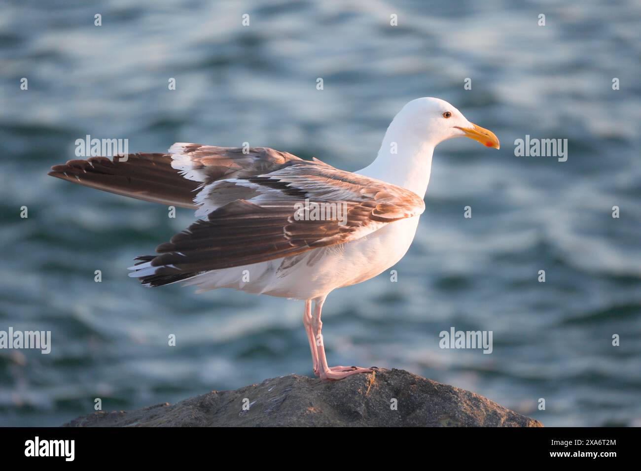 A white bird perched on rock by rippling water Stock Photo