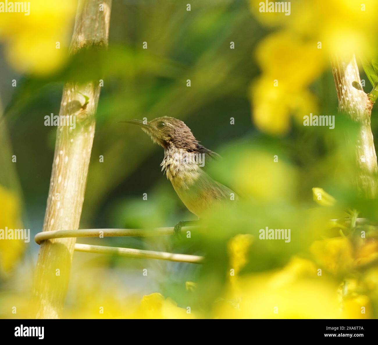 A tiny bird perched on a tree branch with yellow flowers Stock Photo