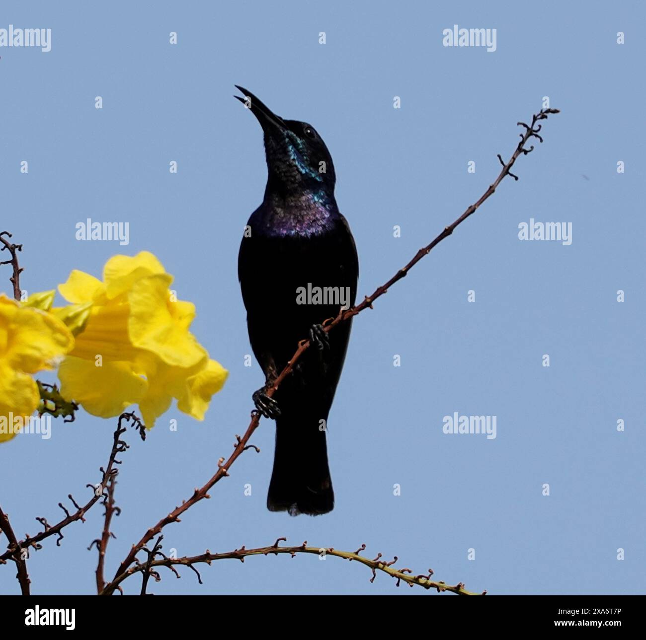Purple sunbird hi-res stock photography and images - Alamy