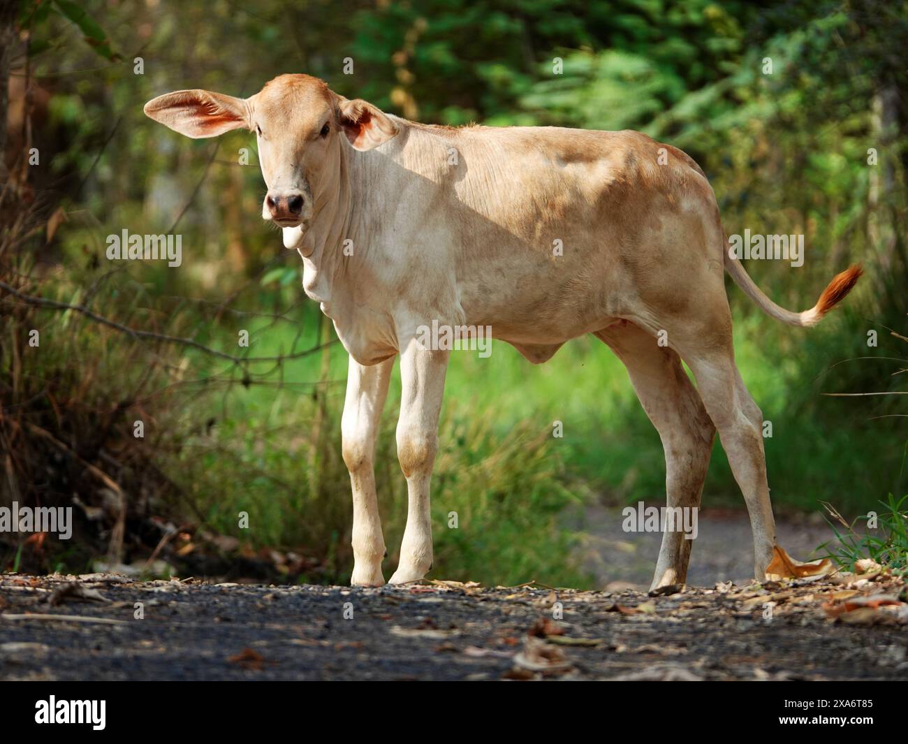A calf standing on a forest trail Stock Photo
