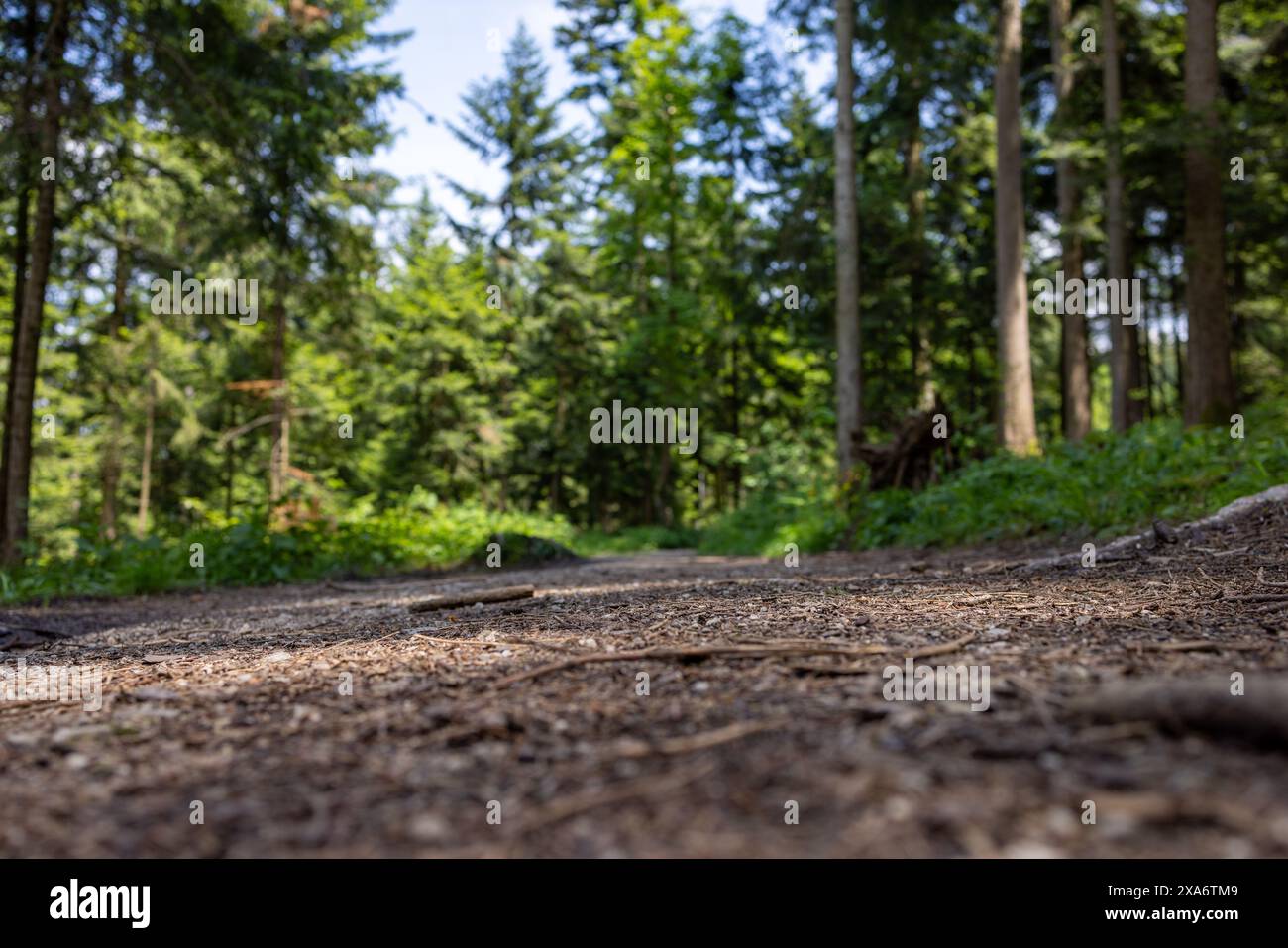 A scenic view of pine trees in a dense forest Stock Photo