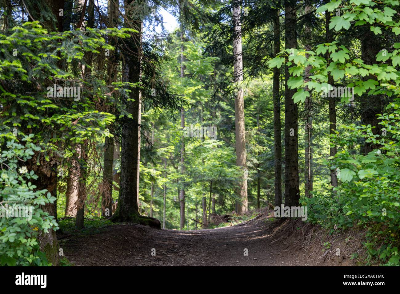 Dense cluster of trees hi-res stock photography and images - Alamy