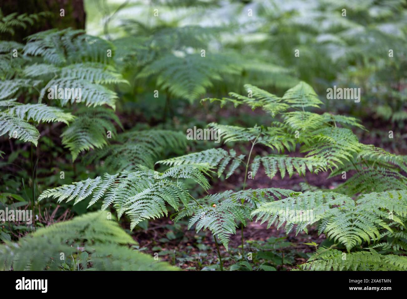 A closeup of lush green fern tree bushes Stock Photo