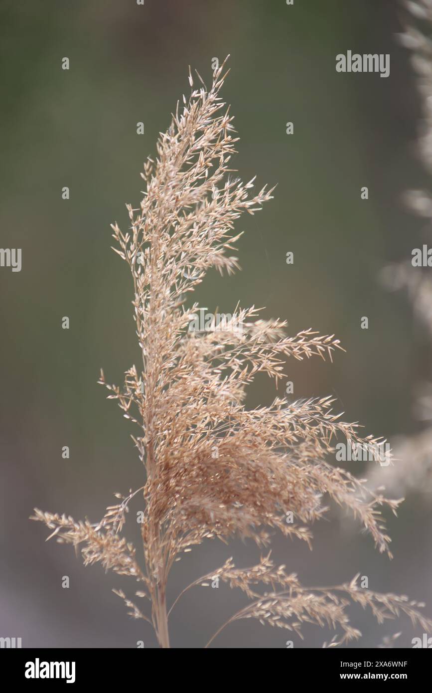 Australian Bush Reed A close-up of bush reed grasses on a sunny hilltop in summer Stock ...