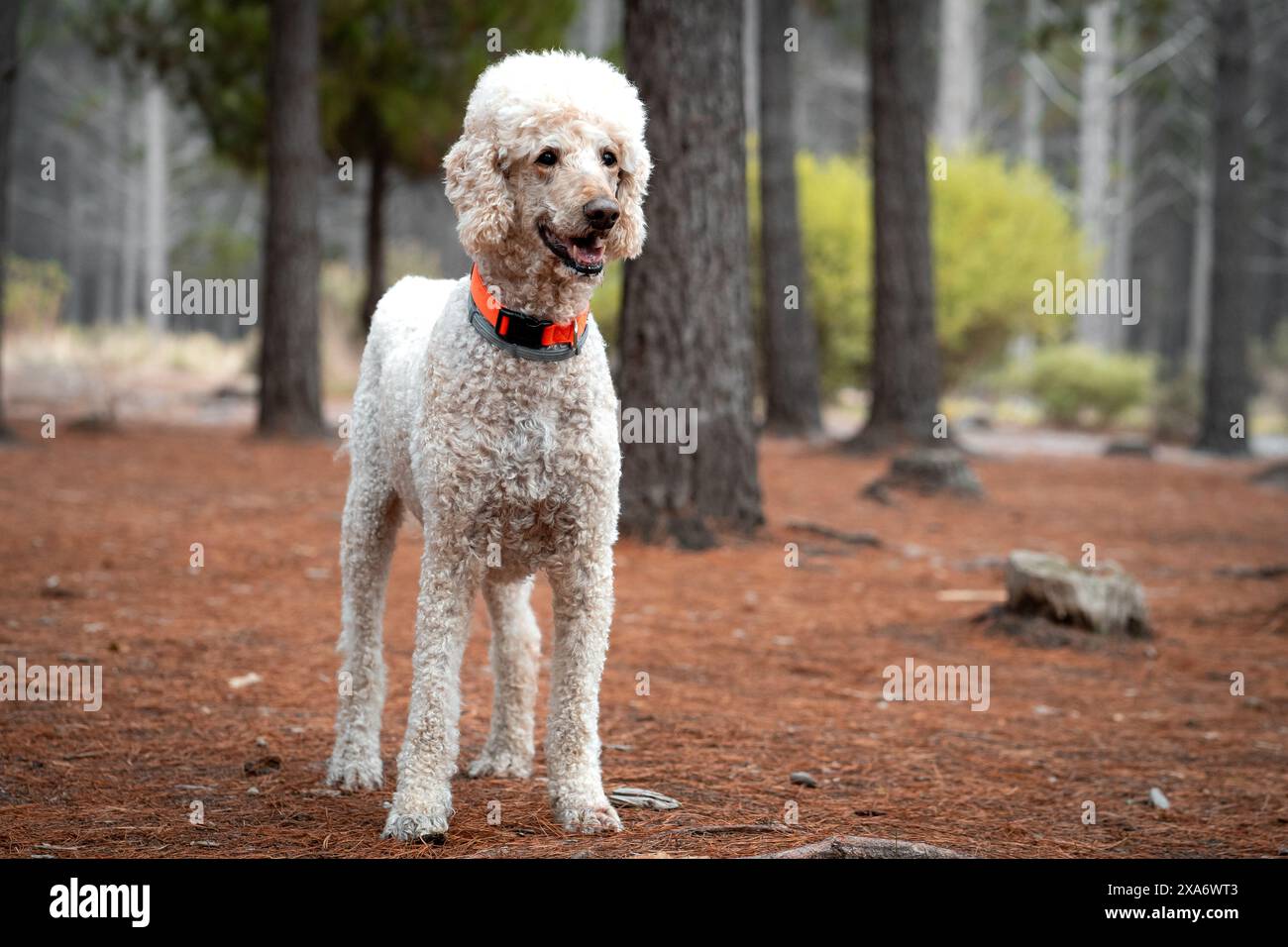 White french poodle dog hi res stock photography and images Alamy