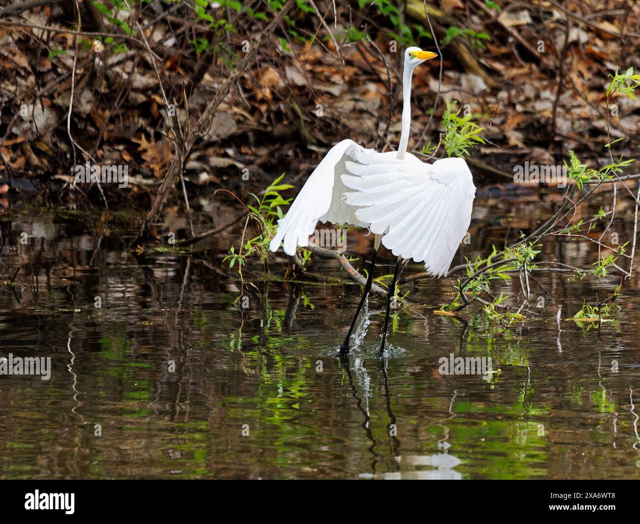 A crane gracefully glides on water, wings extended Stock Photo