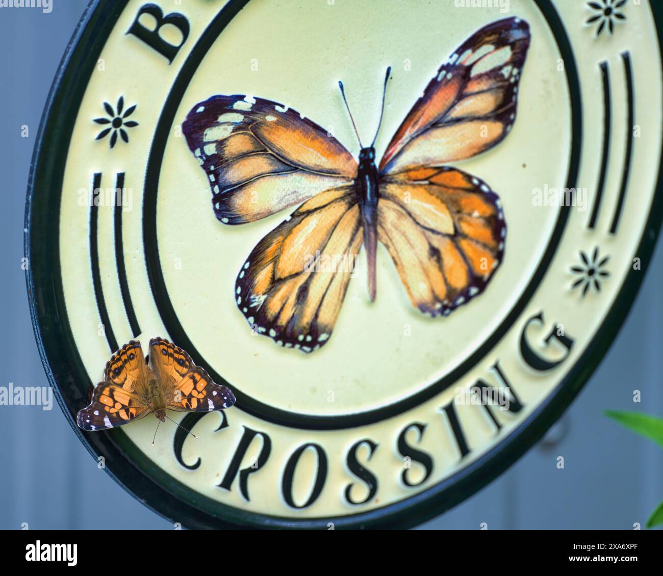 An American Lady Butterfly on a butterfly crossing sign in Dover, Tennessee Stock Photo