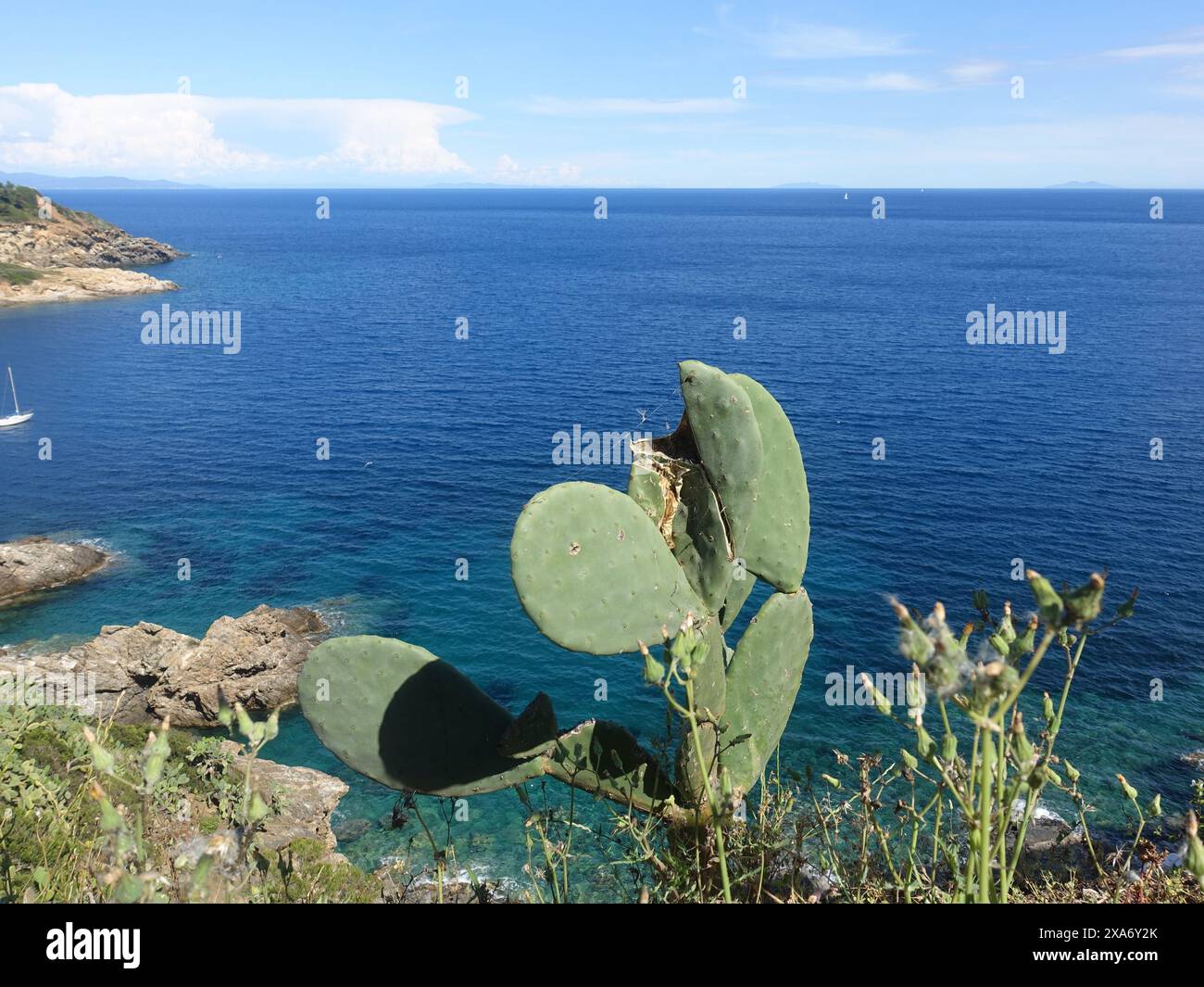 A cactus plant with a view of water, shore, sailboat, and rocks in the distance Stock Photo