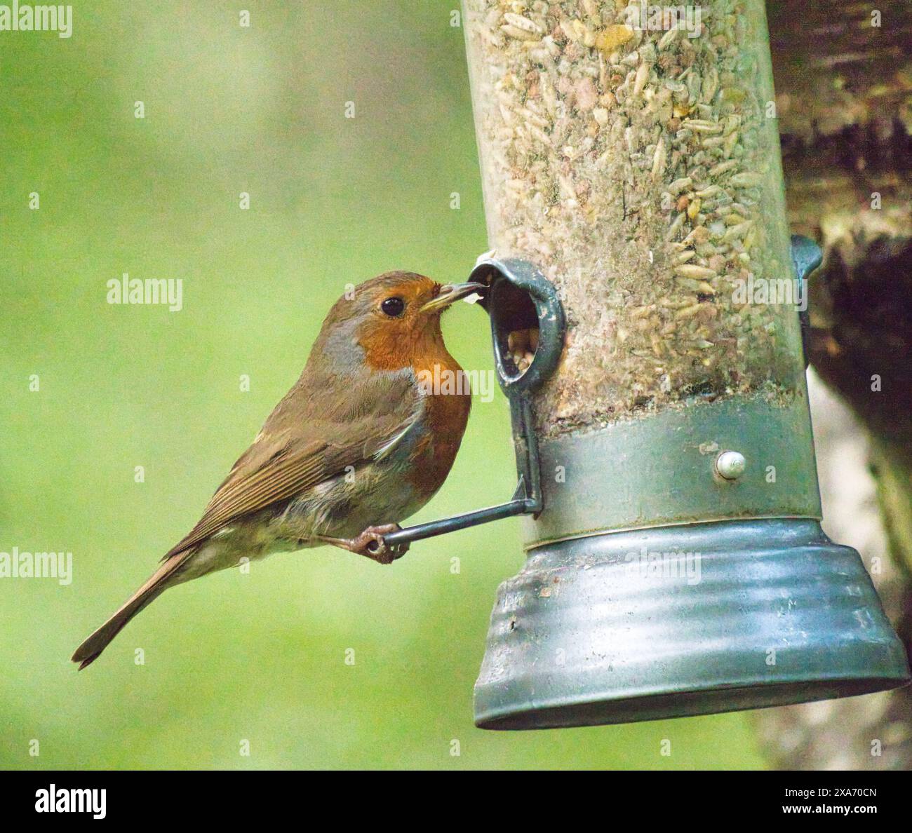 A robin bird perched on outdoor feeder near house. Stock Photo