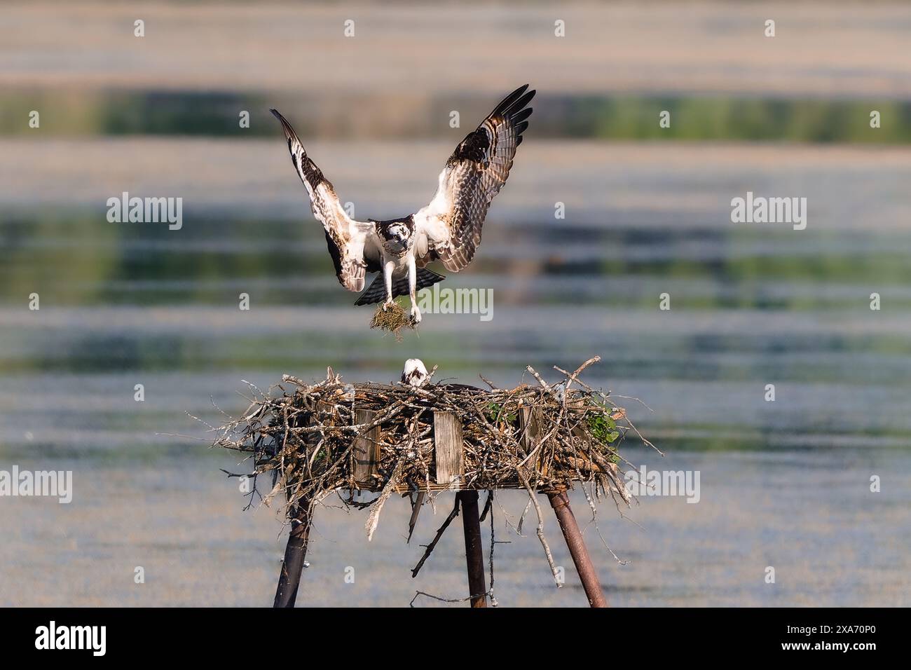 An osprey gracefully lands in a nest with wings outstretched. Stock Photo