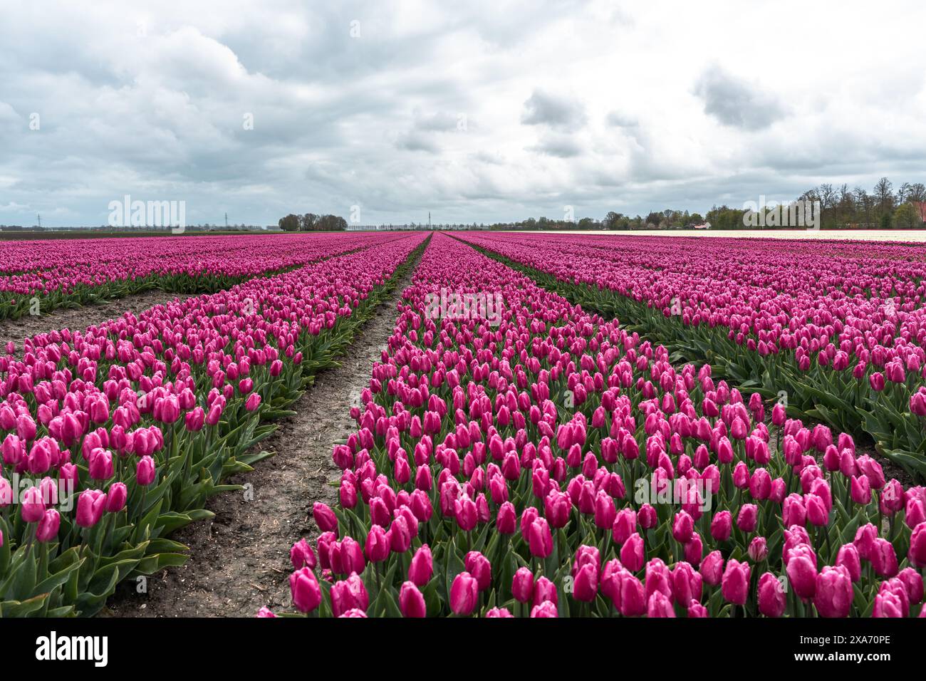 Vibrant tulip rows under an overcast sky Stock Photo