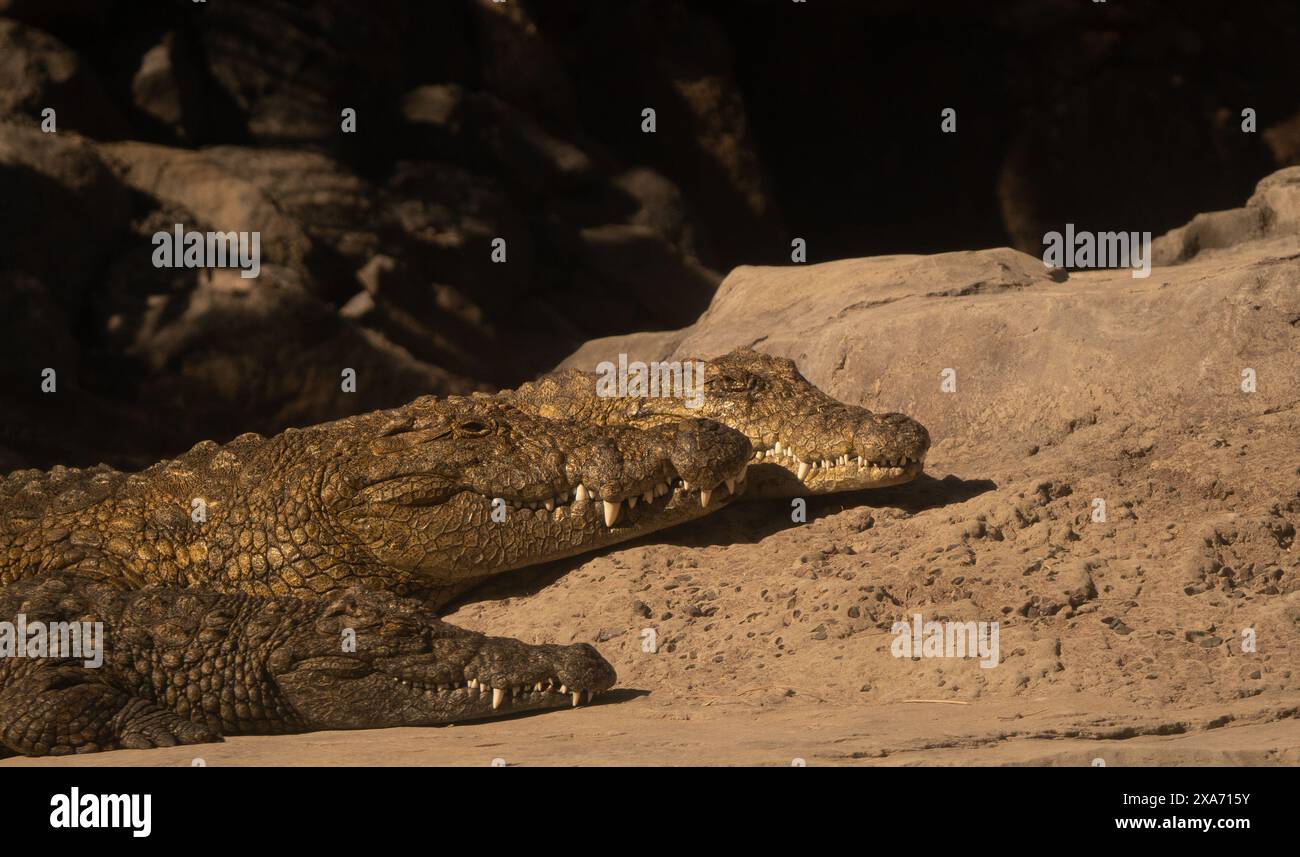 A serene moment captured in the wild: three alligators peacefully slumbering, their formidable presence softened by the gentle embrace of sleep Stock Photo