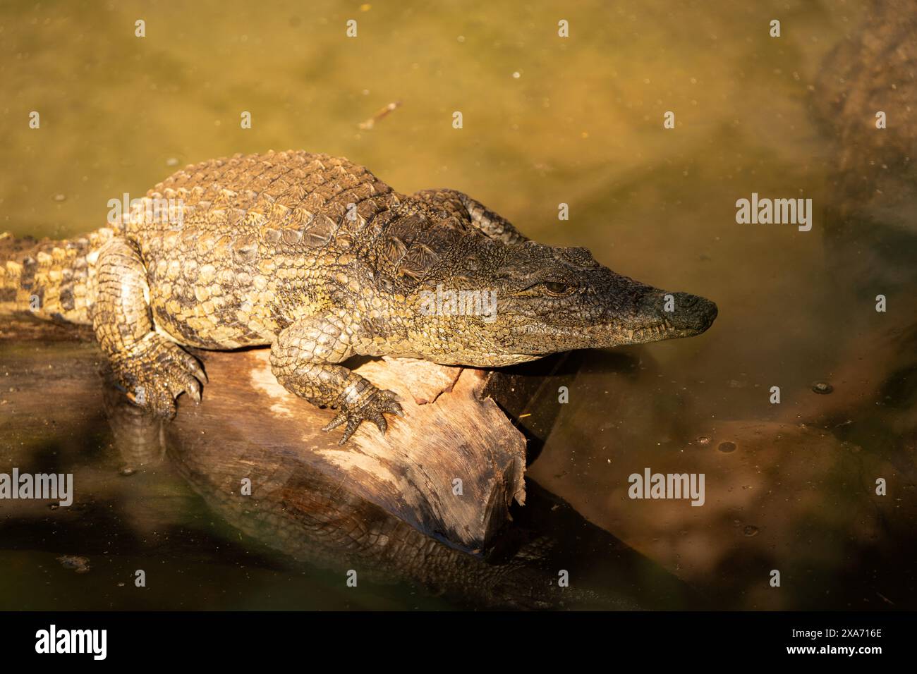 A striking portrait of an alligator lounging on a rock, exuding both ...