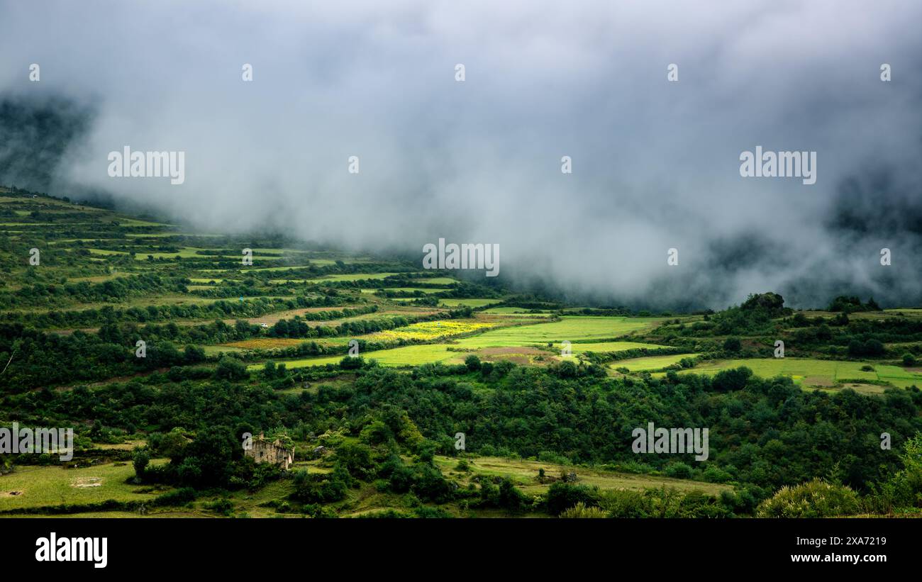 Lush green field with various crops under a cloudy sky Stock Photo - Alamy