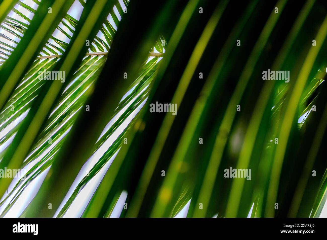 Hawaiian palm tree leaves hi-res stock photography and images - Alamy
