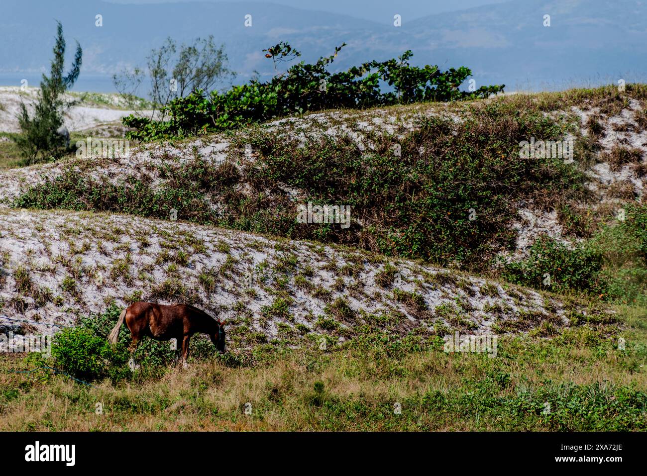 Horse grazing near bush on grassy hillside Stock Photo
