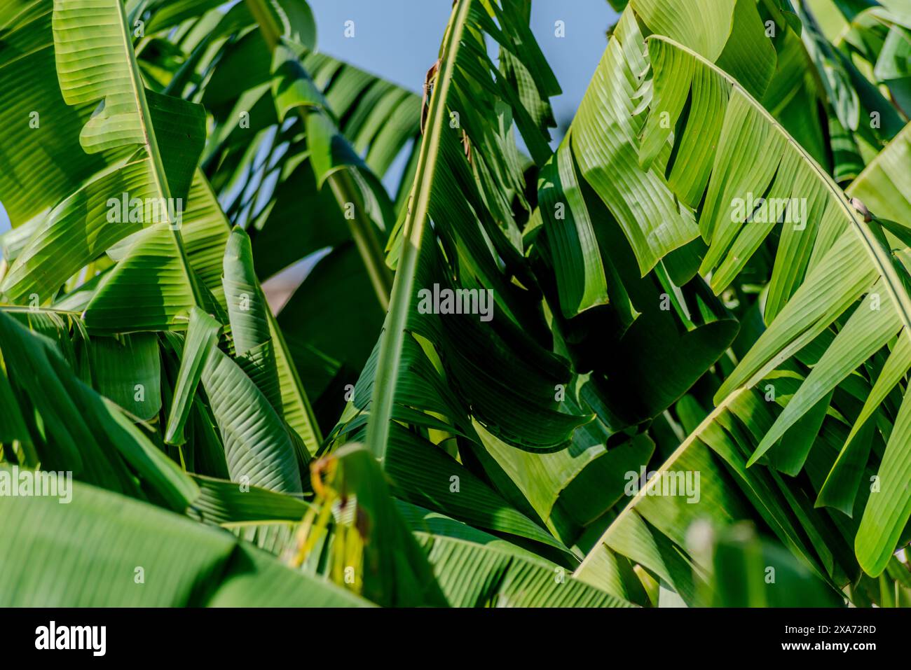 Green bananas on a tree against a blue sky Stock Photo
