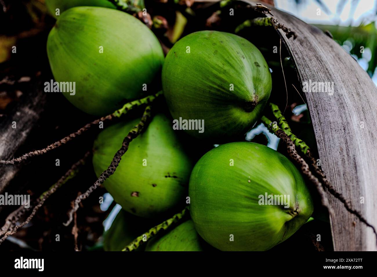 Fresh green coconuts dangling from a palm tree branch Stock Photo