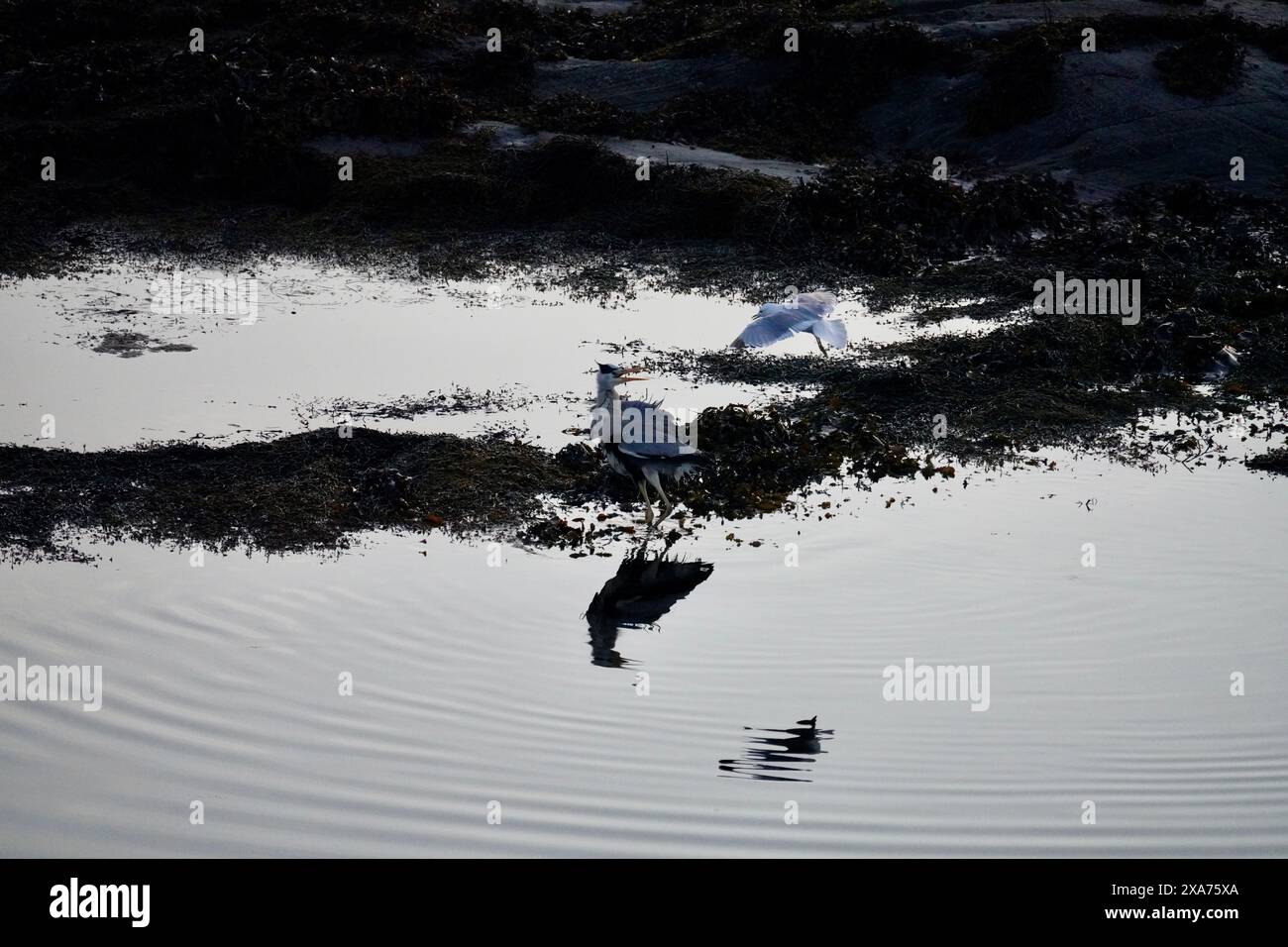 A seagull swoops near grey heron after fish feast on Atlantic Ocean Road, Norway. Stock Photo