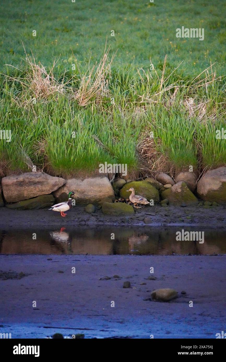 A family of Anas platyrhynchos, or Mallards, out for a morning swim near Farstadsanden beach, Norway. Stock Photo