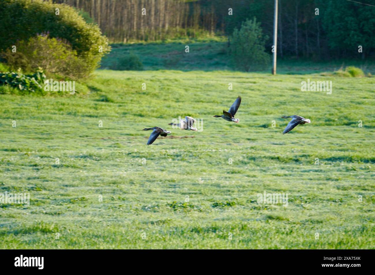 A flock of Anser anser, or grey geese, in flight over a green field near the village of Bud, Norway. Stock Photo