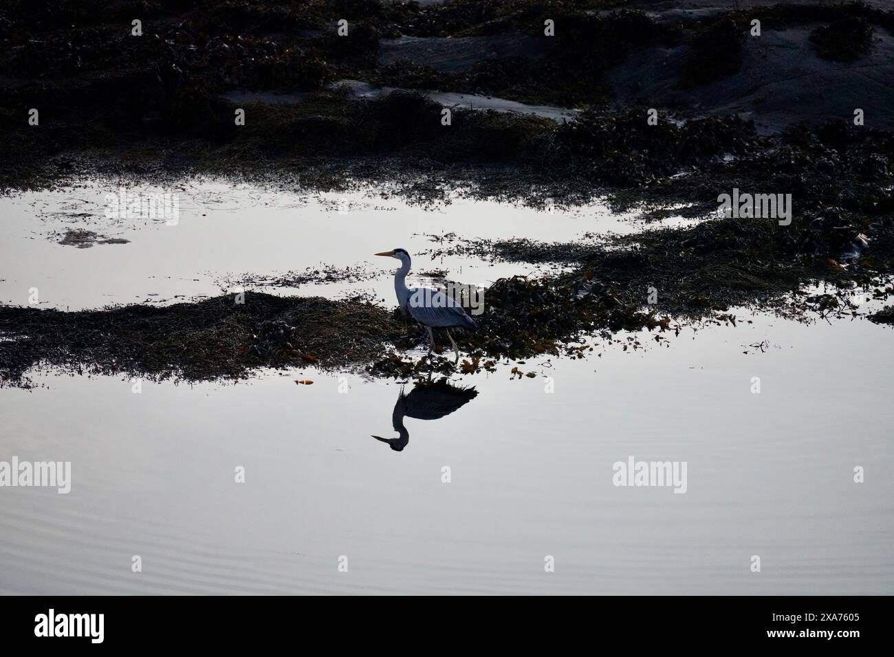 A grey heron wading in a peaceful tidal pool at dawn, a common sight along the Atlantic Ocean Road in Norway. Stock Photo