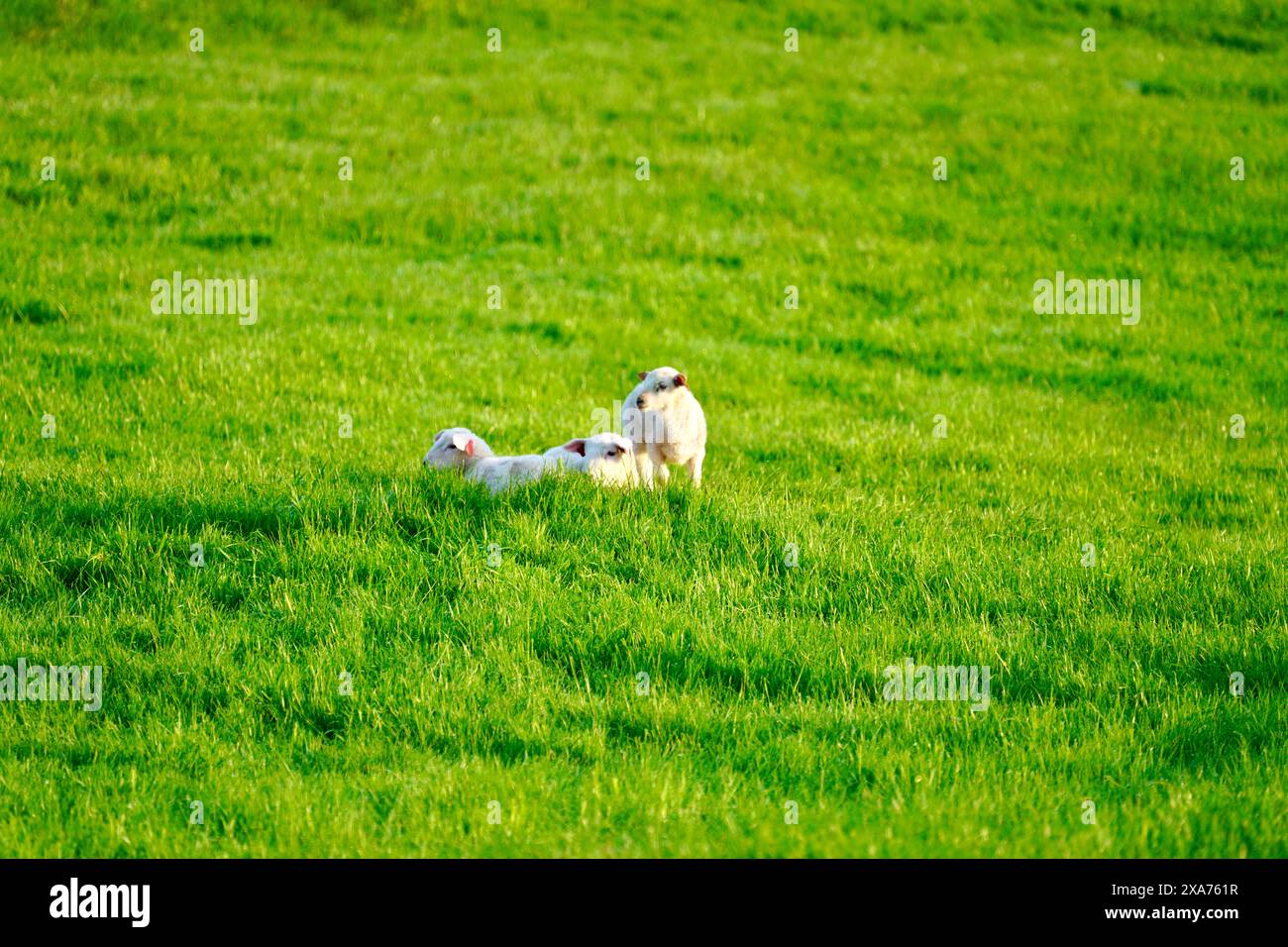 Sheep grazing in lush green field near Bud, Norway village Stock Photo