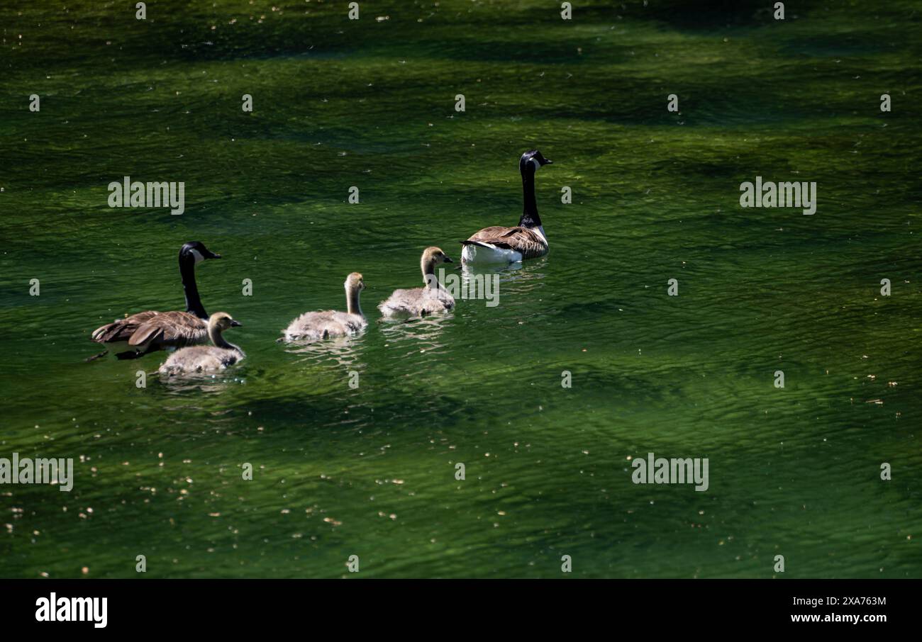 Four ducks swimming in clear green lake water Stock Photo