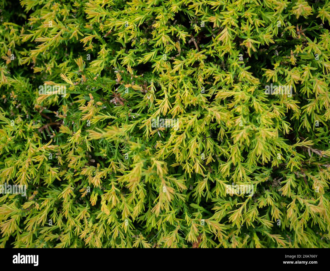 Background from pine needles. Botany. Needles instead of leaves. Lots