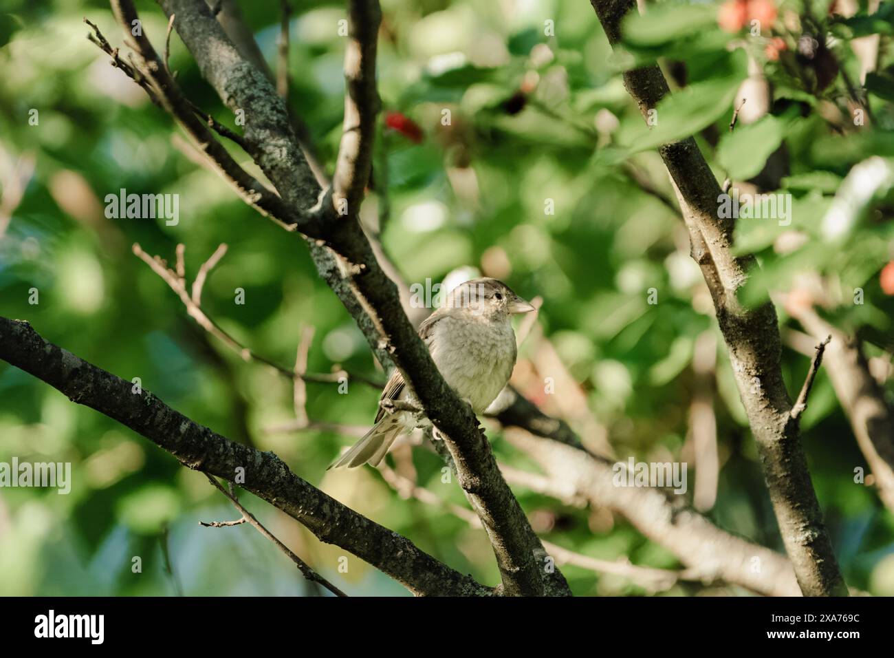 Beautiful sparrow hi-res stock photography and images - Alamy