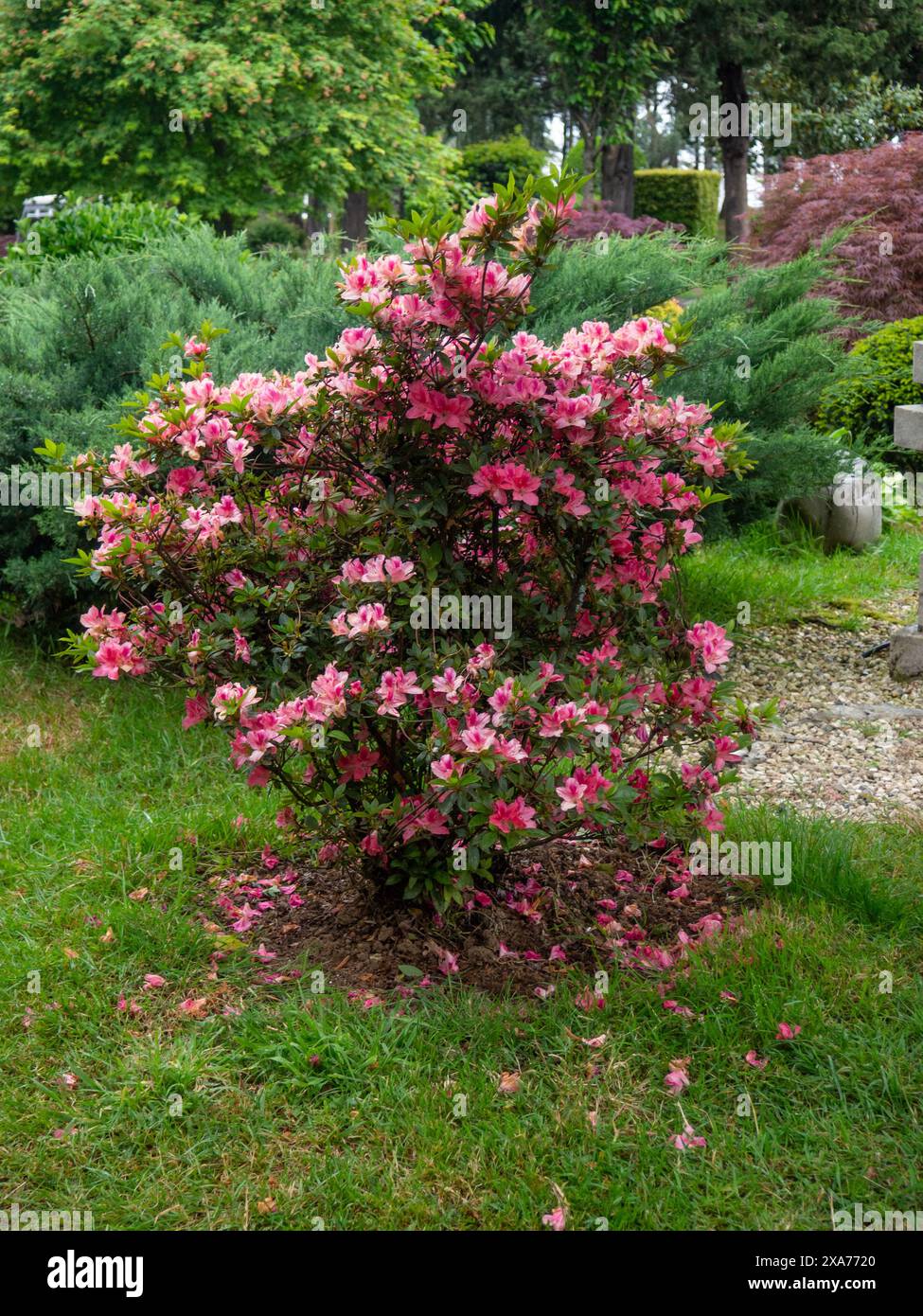 Bright pink flowers on a bush. Japanese garden. Petals of bright color. Botany. In the park Stock Photo