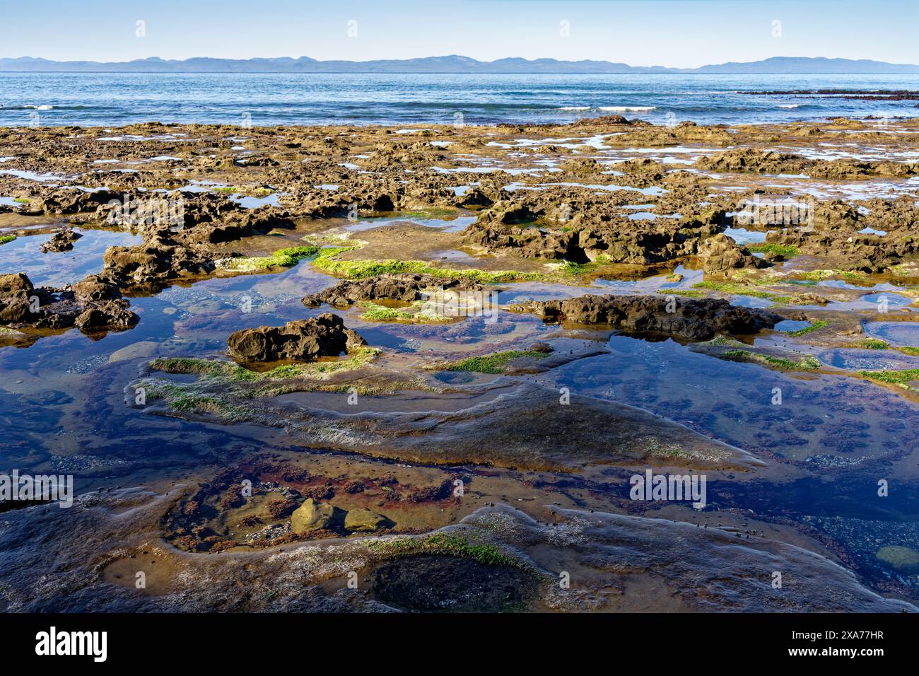 A scenic view of tide pools at Botanical Beach, Port Renfrew, British Columbia, Canada. Stock Photo