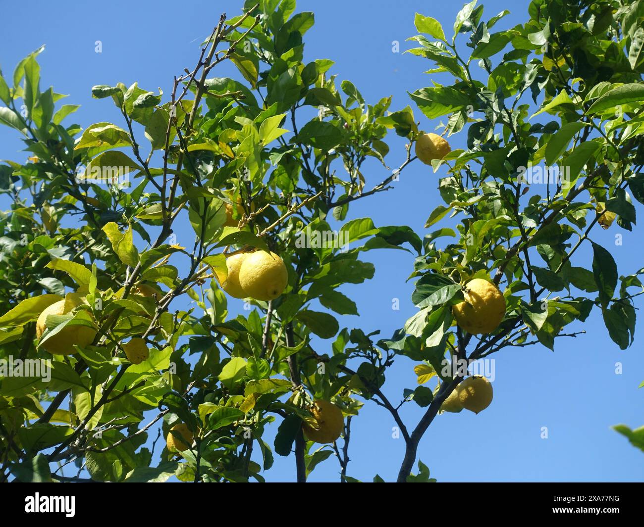 The fresh lemons growing on a tree in sunlight. Stock Photo
