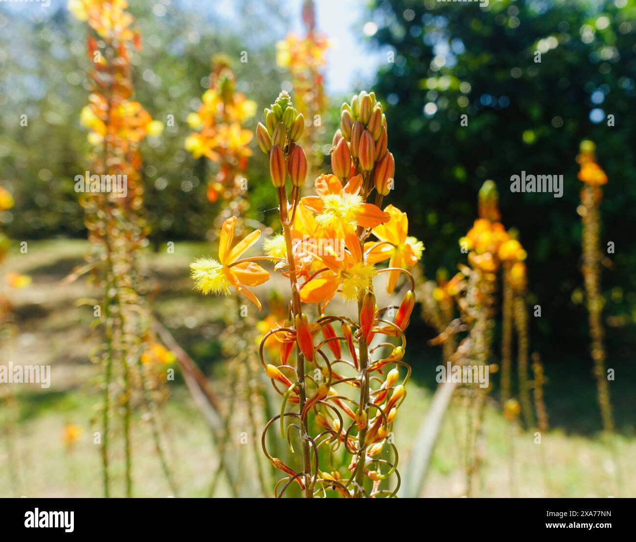 Group of wildflowers hi-res stock photography and images - Alamy