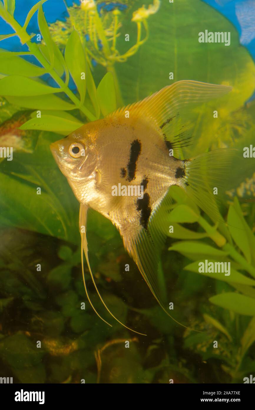Compact fish hi-res stock photography and images - Alamy