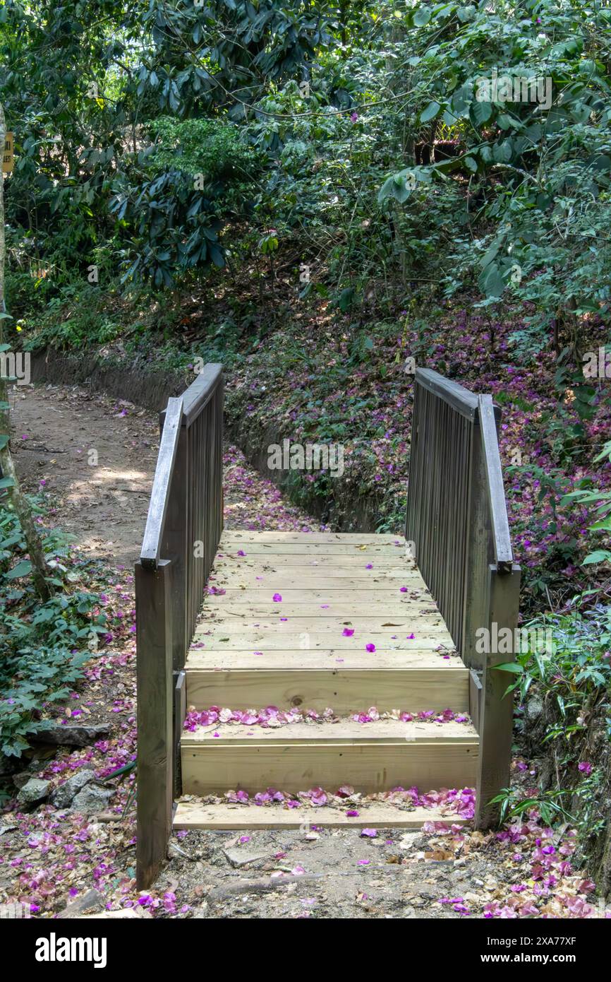 A wooden footbridge with steps in the forest and purple petals spread ...