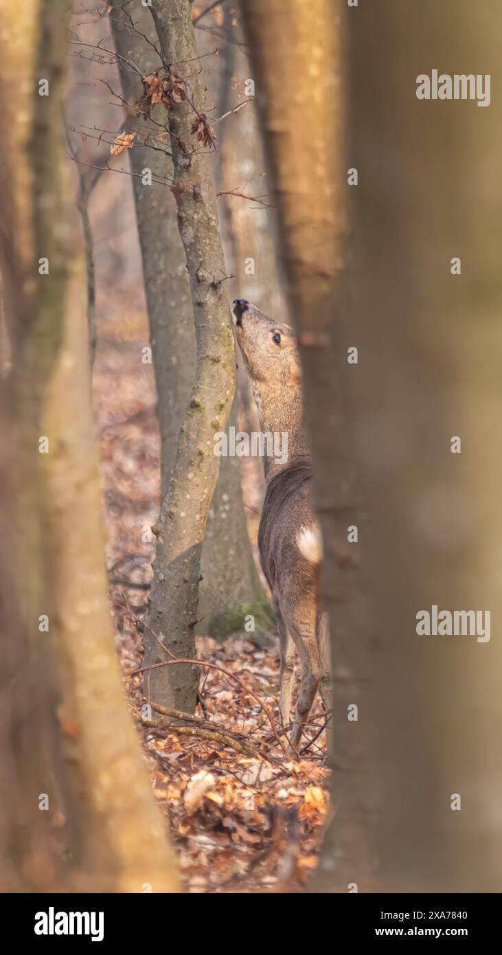 A deer with a fierce expression peering through the forest Stock Photo