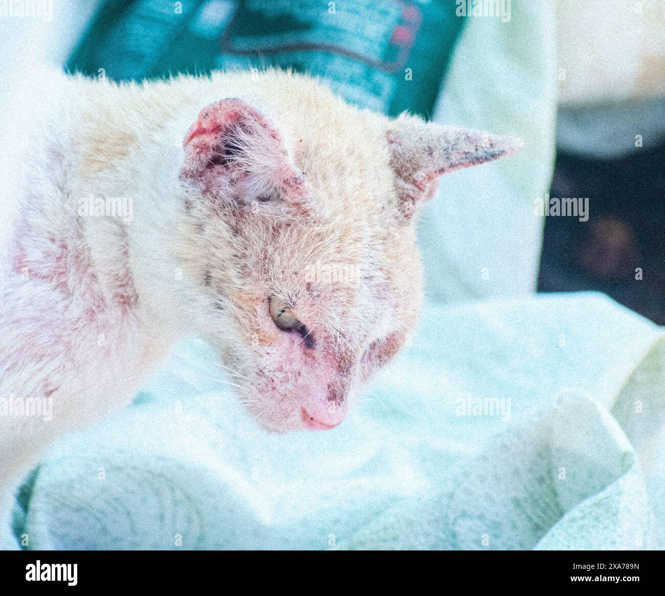 A small white kitten with a red nose resting on a bed Stock Photo