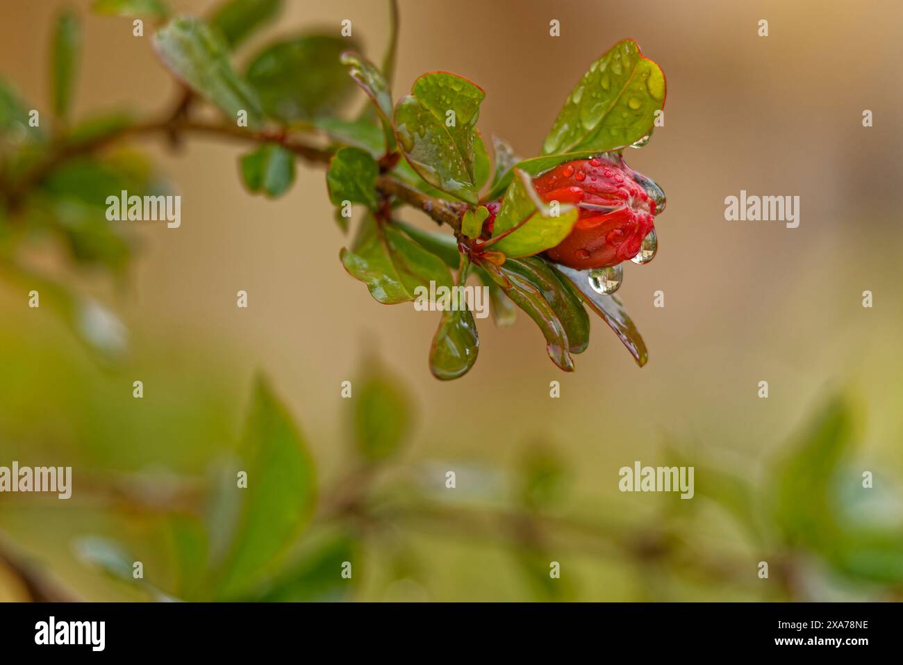 Hanging tree branch hi-res stock photography and images - Alamy