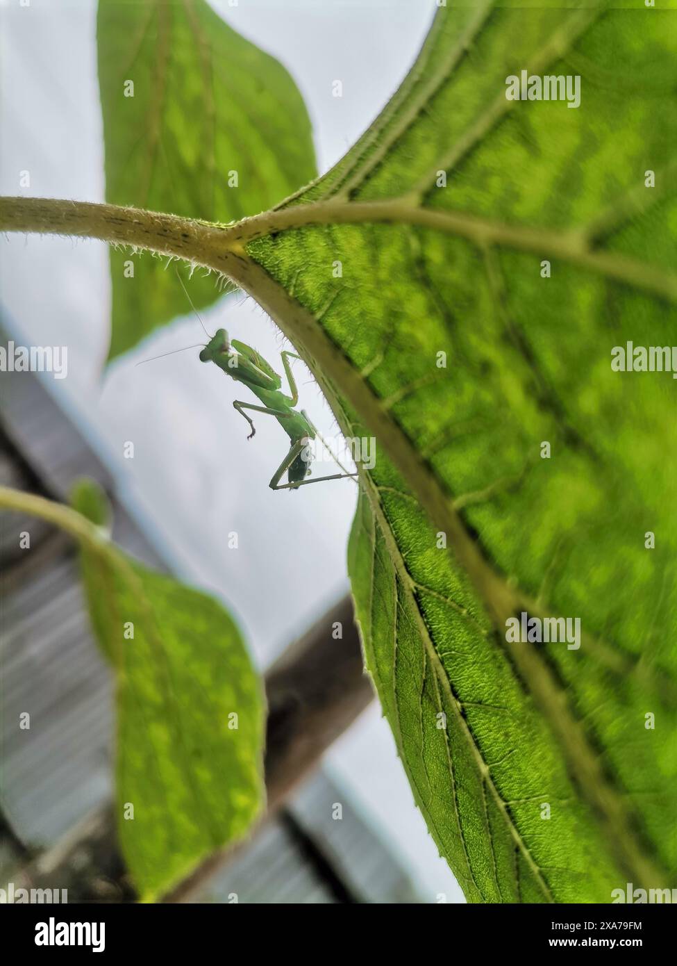 Close-up of praying mantis on leaf stem Stock Photo