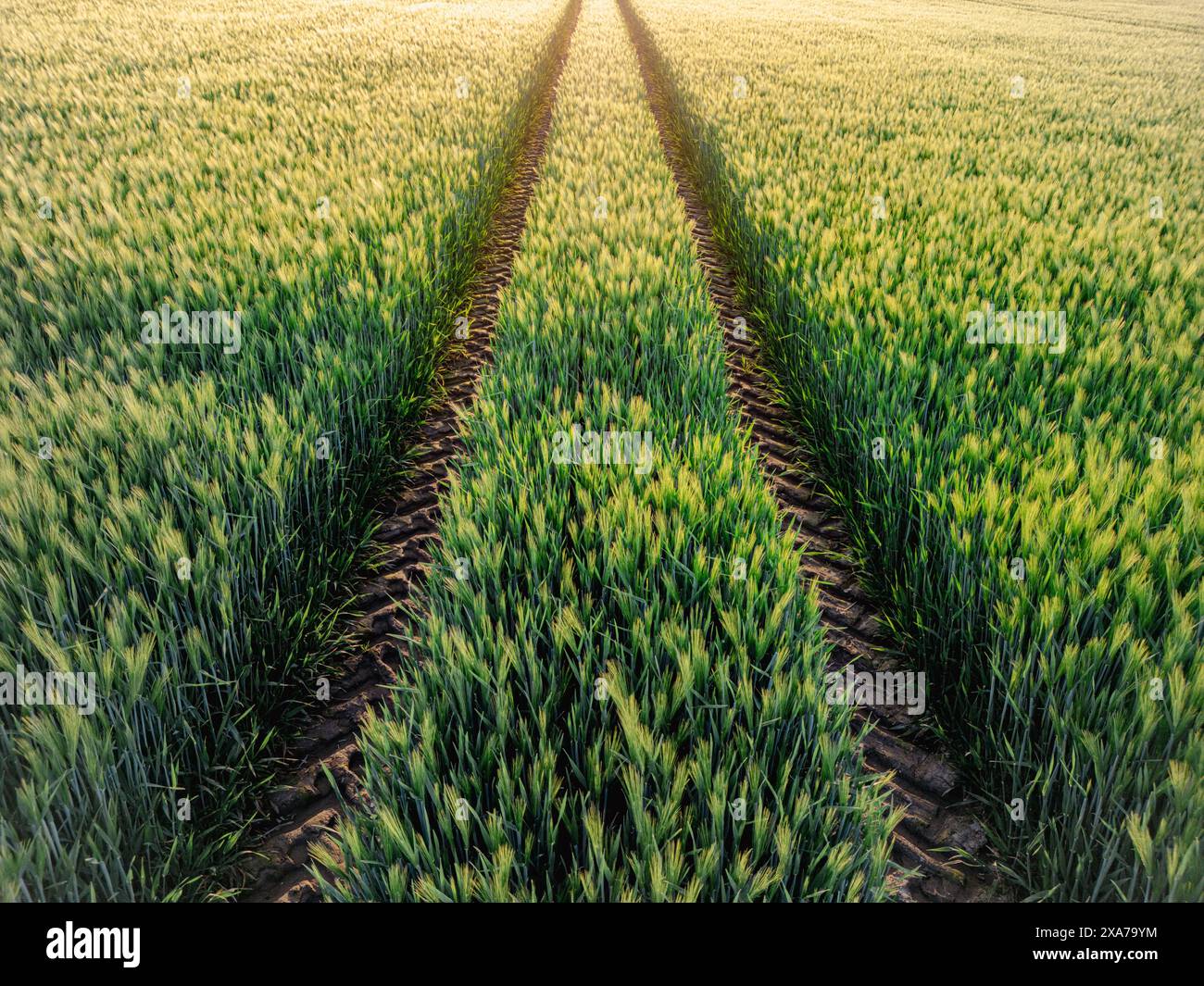 Tractor Tracks in the green wheat field at dawn Stock Photo - Alamy