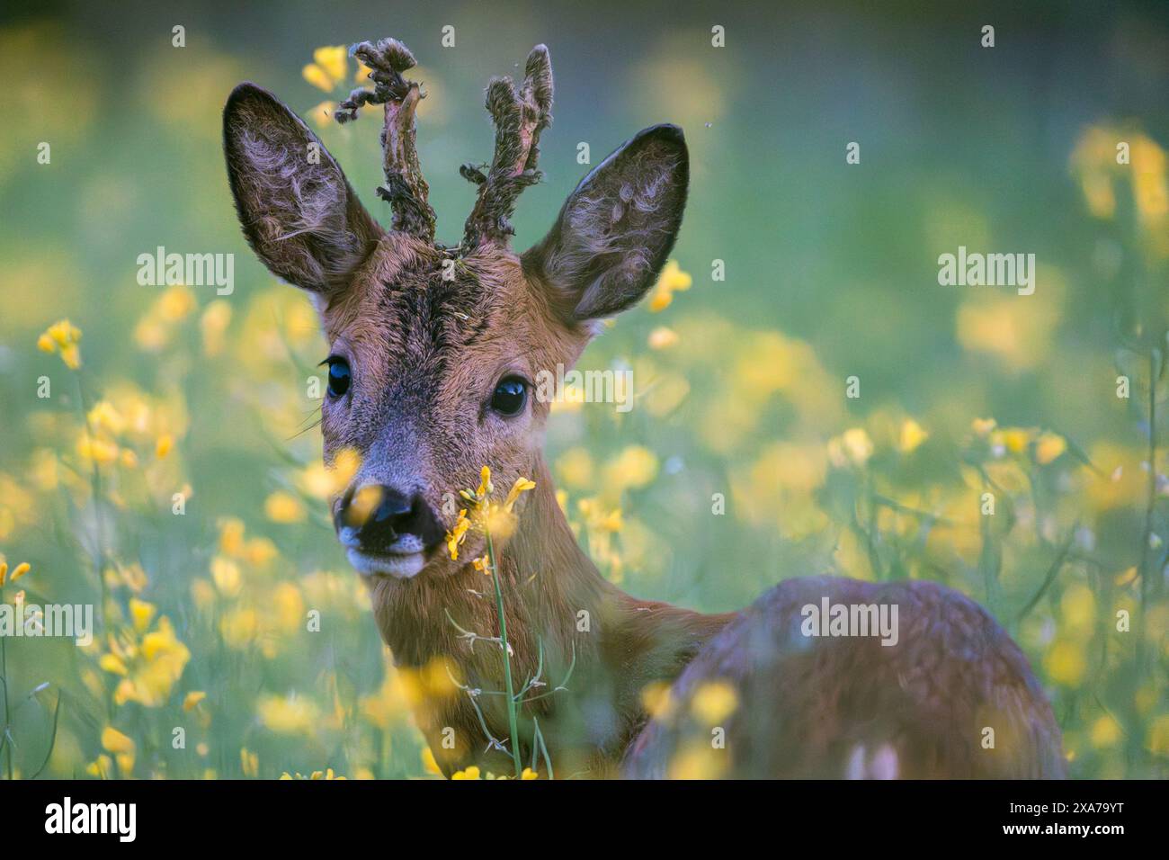 Young male deer portrait into the grass, Quebec, Canada Stock